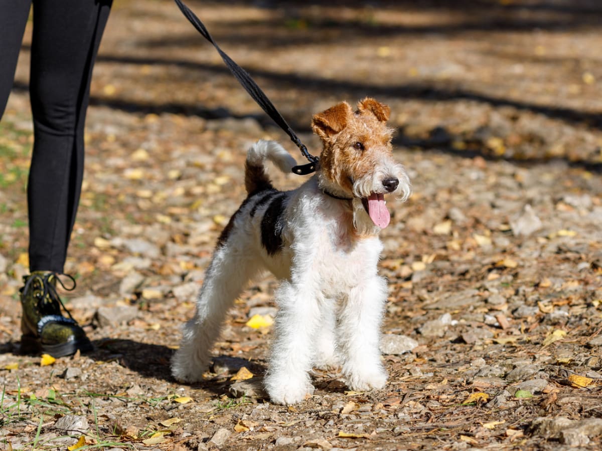 happy-dog-in-park-during-autumn-on-lead