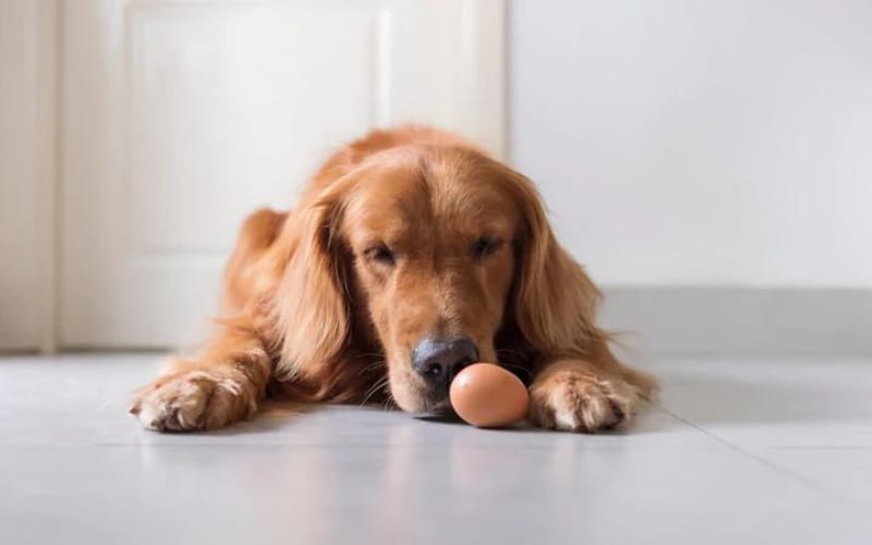 dog-lying-on-floor-sniffing-whole-egg