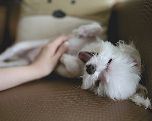 White dog yawning getting belly rubs on lounge