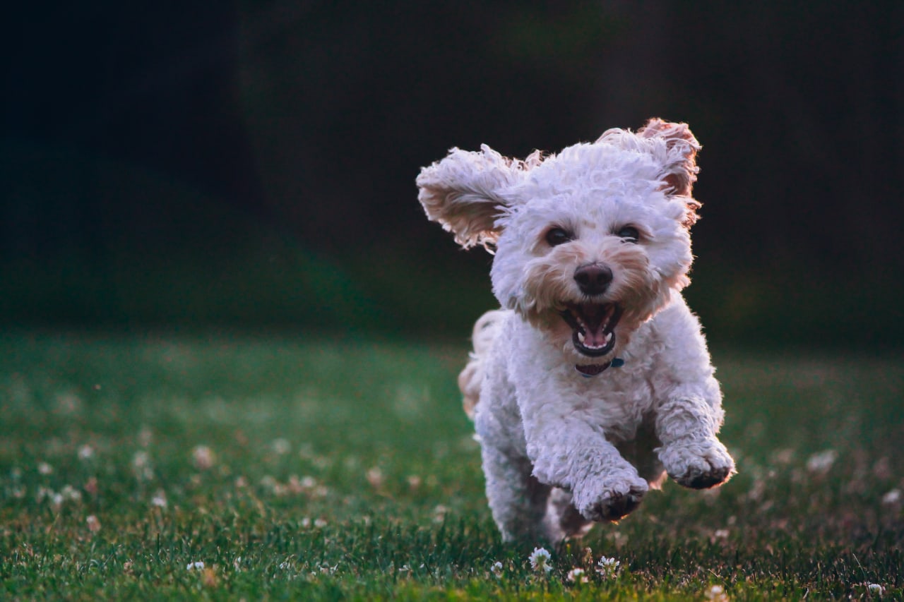 little-white-dog-running-through-green-field