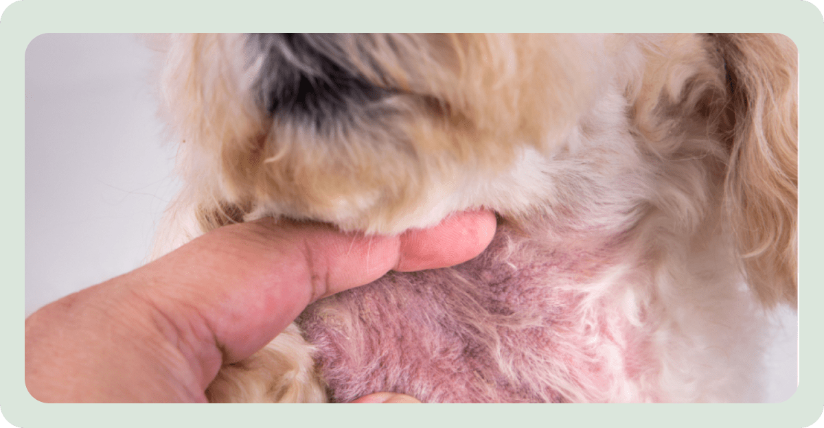 dog-with-red-irritated-rash-on-neck