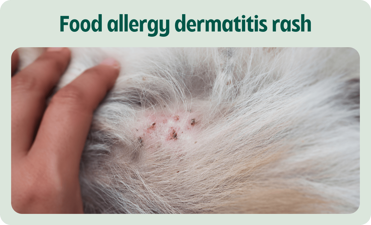 dog-food-allergy-dermatitis-rash
