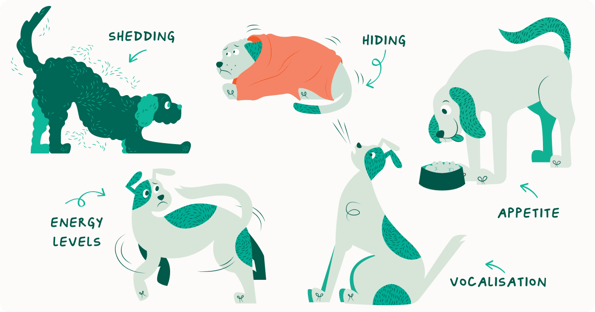 Signs of stressed dog