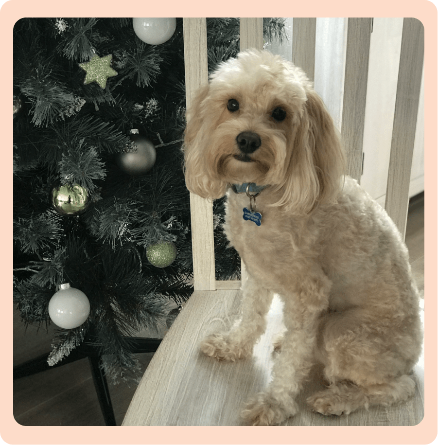 White dog next to Christmas tree