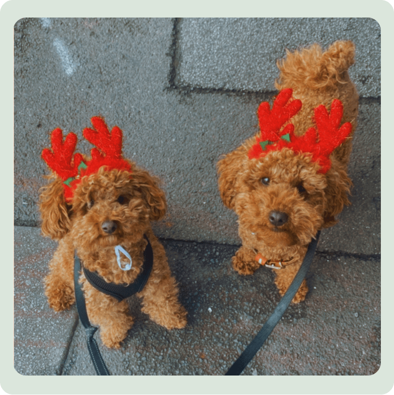 Two small brown dogs in reindeer ears