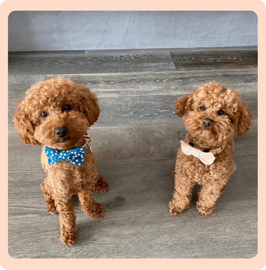 Two small brown Cavoodles