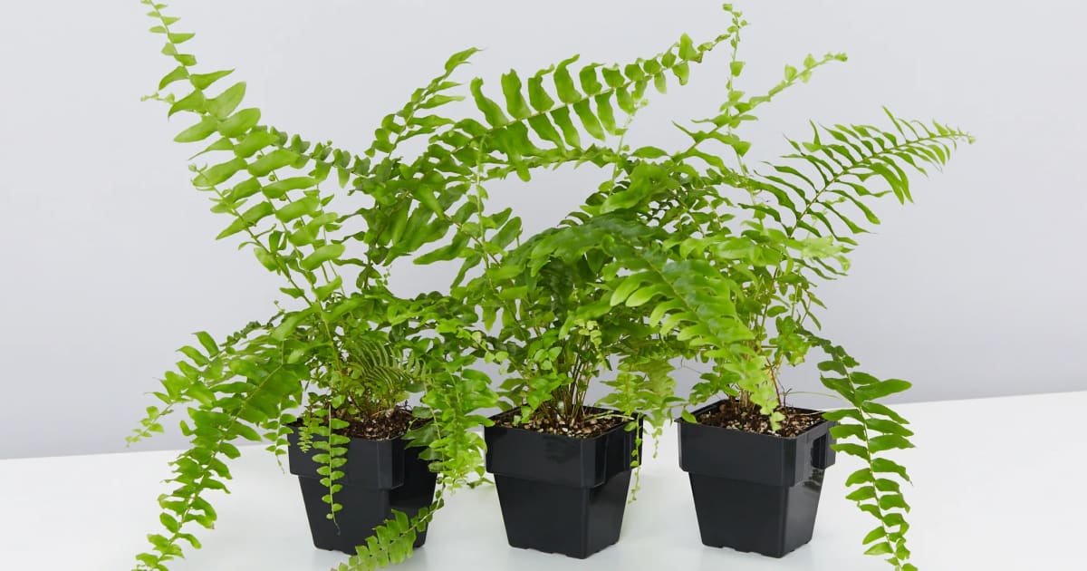 boston fern