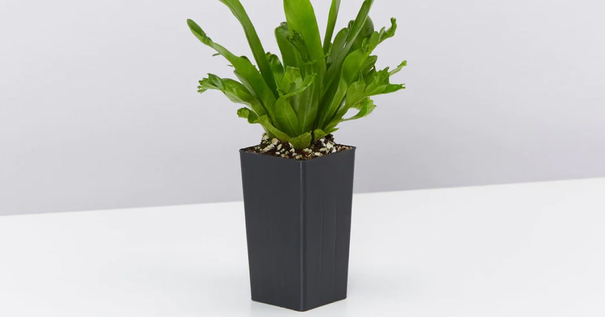 crested bird's nest fern