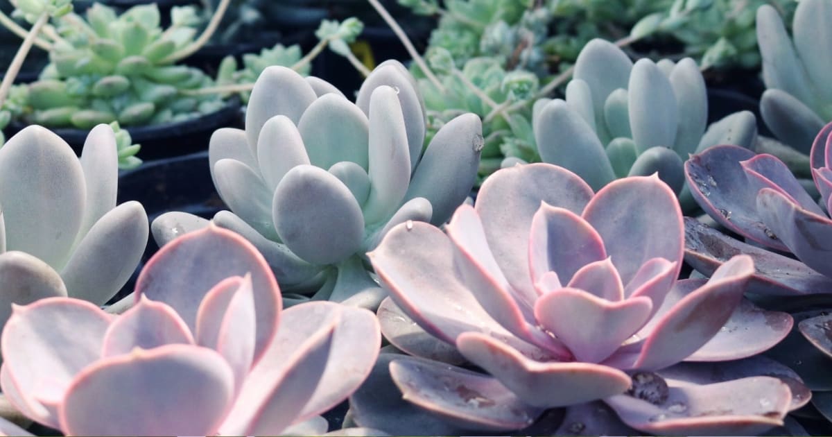 echeveria