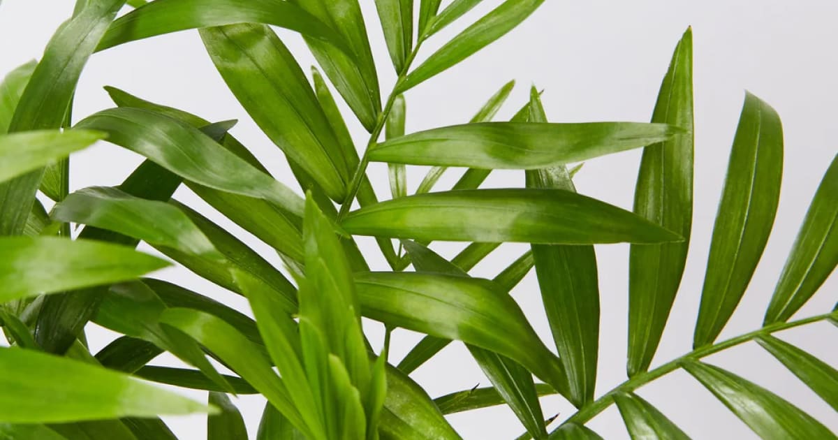 parlour palm