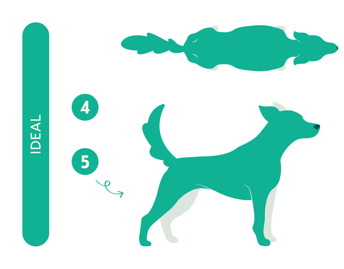 ideal-dog-weight-chart