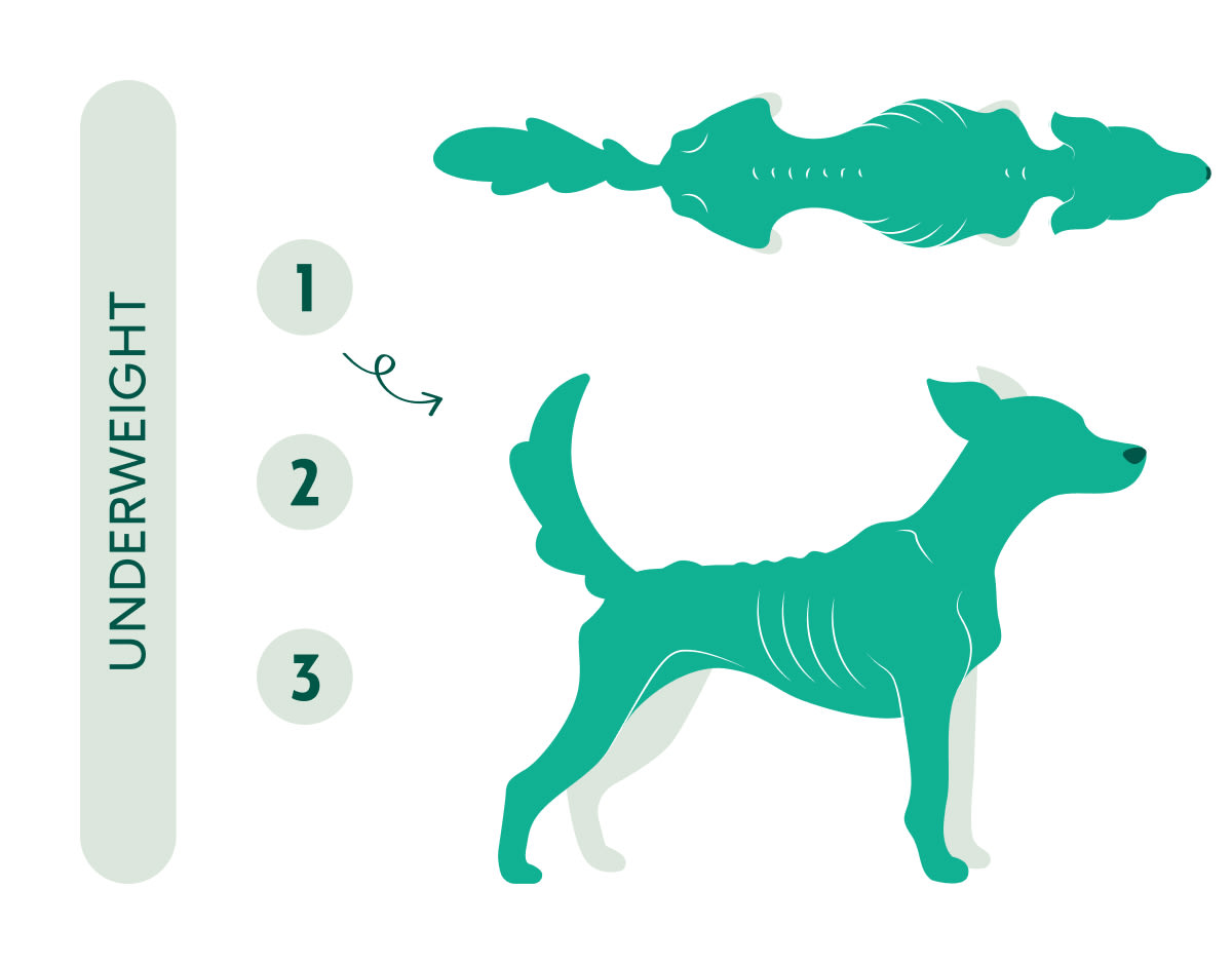 underweight-dog-weight-chart