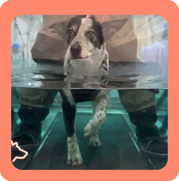 Lyka the dog in hydrotherapy tank