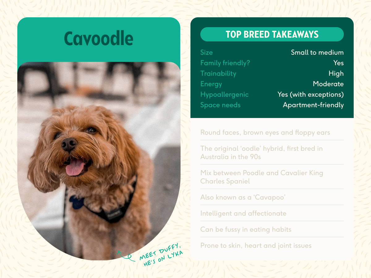 the top breed takeaways for cavoodles