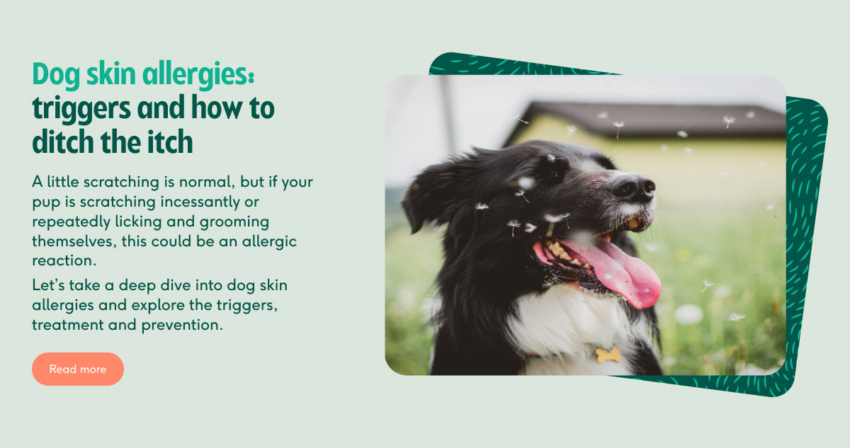 dog skin allergies content block link out