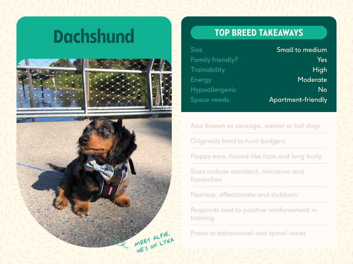 Summary of Dachshund breed with image of young Dachshund puppy on Lyka