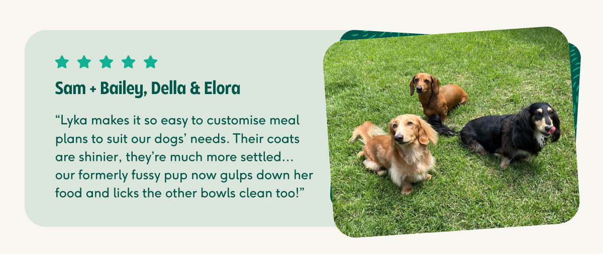 Testimonial from customer Sam, who has three Dachshunds eating Lyka with great results