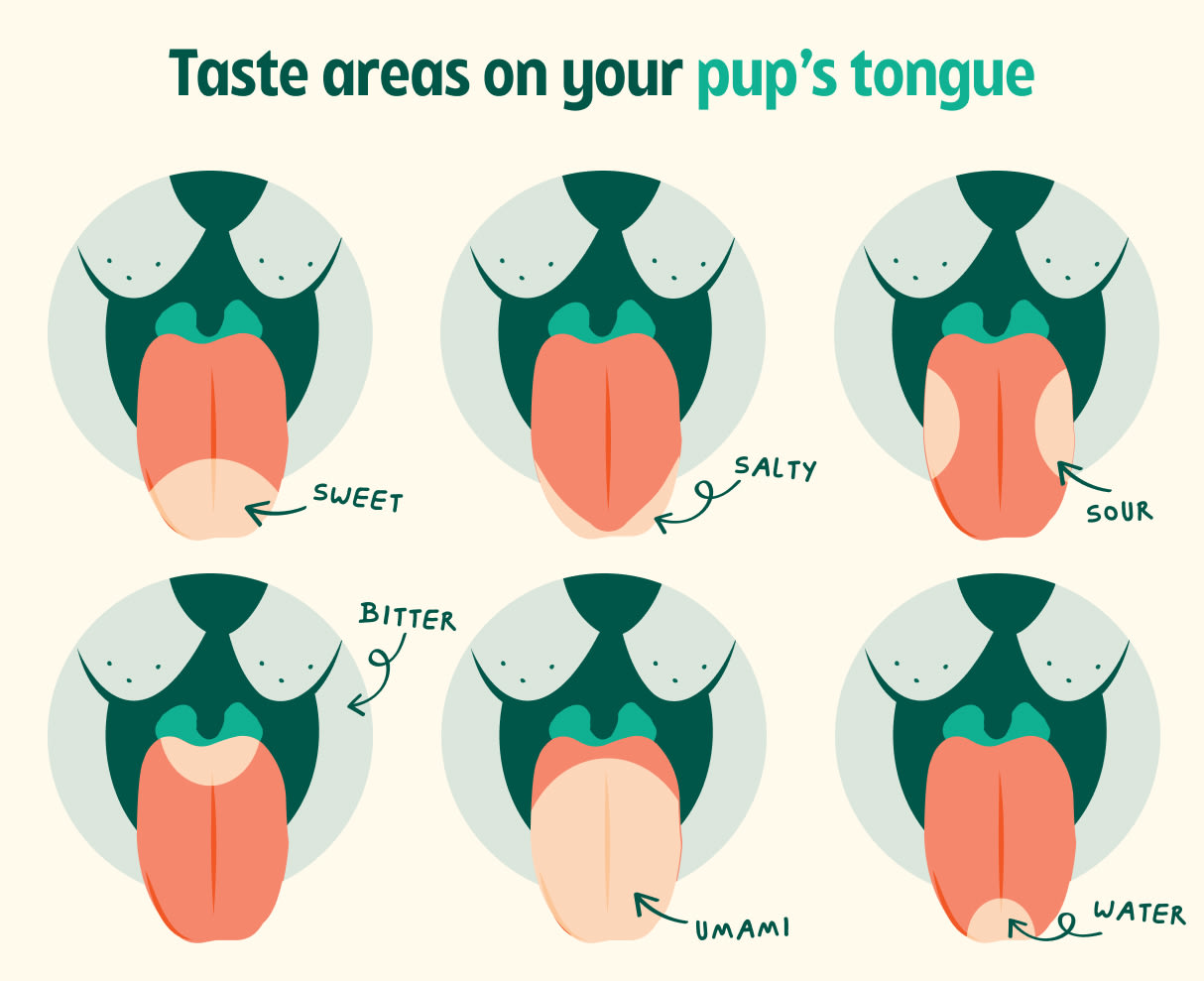 Visual guide to the location of certain tastebuds on dogs' tongues.