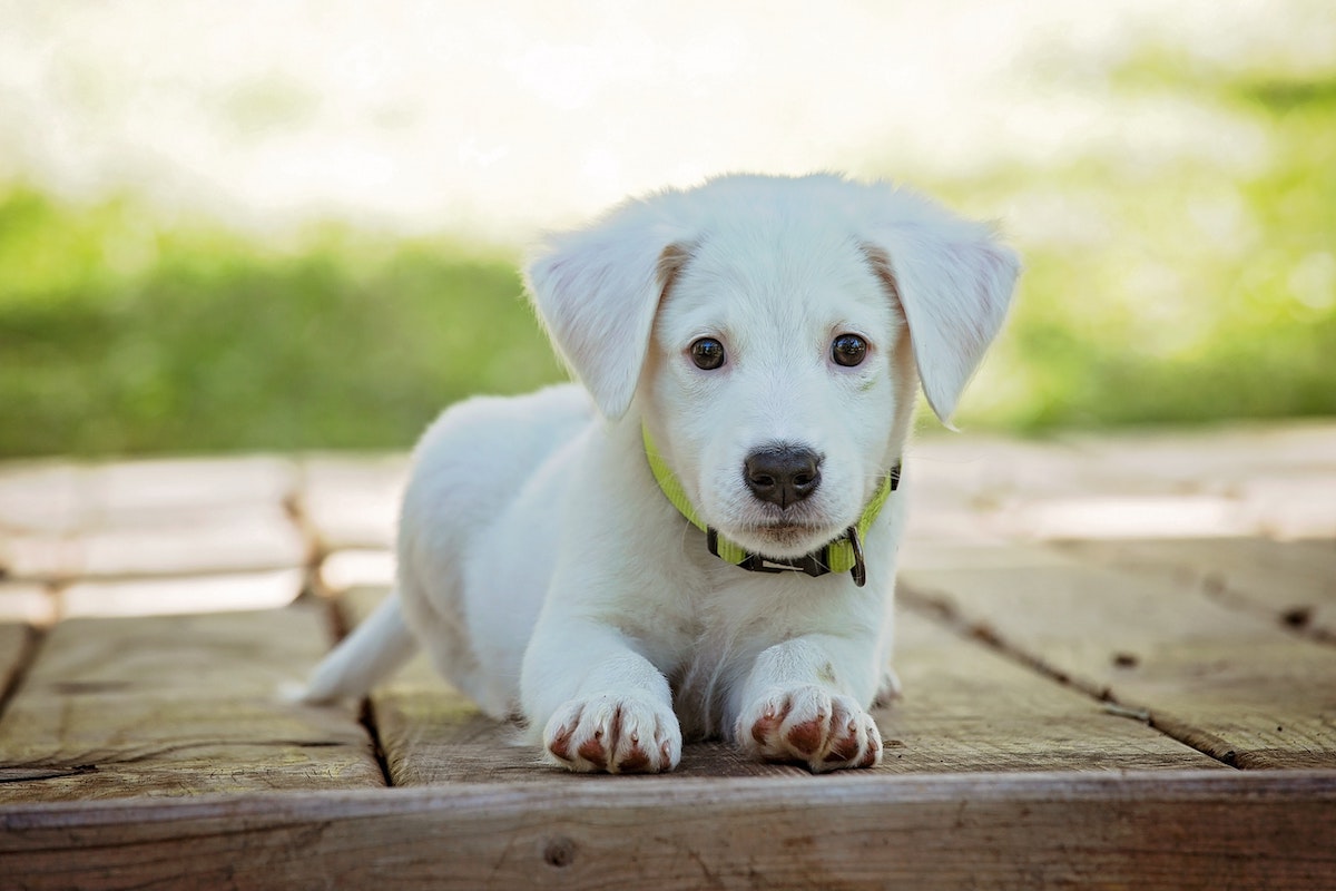 Farm dog puppy cheap