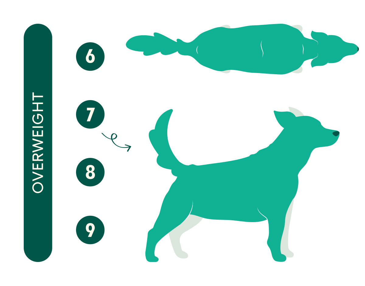 Lyka s healthy dog weight guide with charts and video Lyka Blog