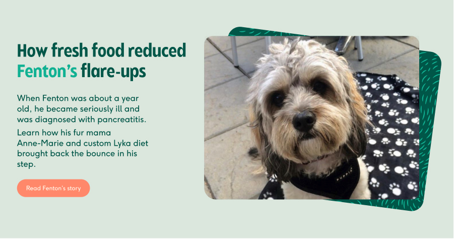 Dog pancreatitis a holistic guide to pain free prevention and