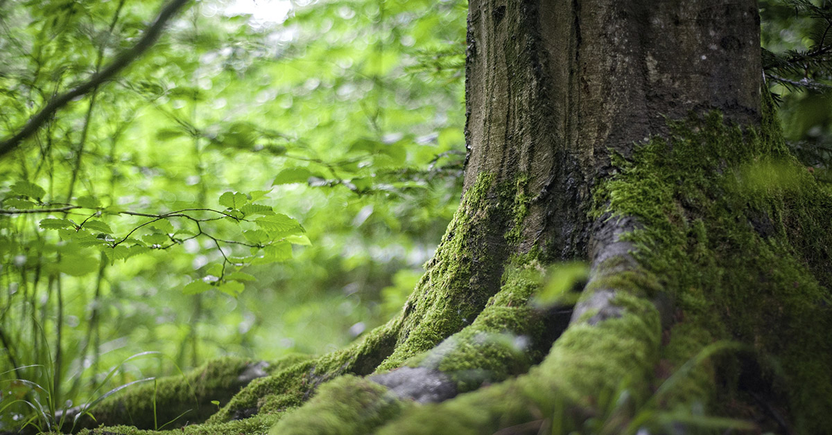 Skog