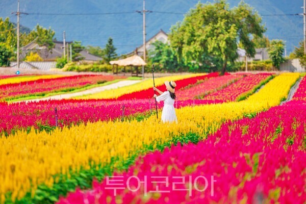 강원도 꽃밭 가을여행