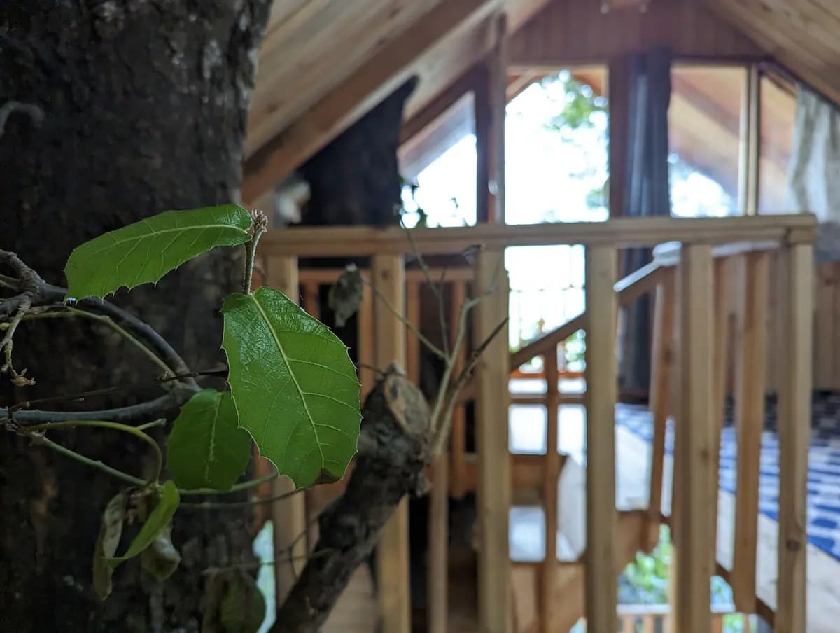 Magpie Treehouse Tandi