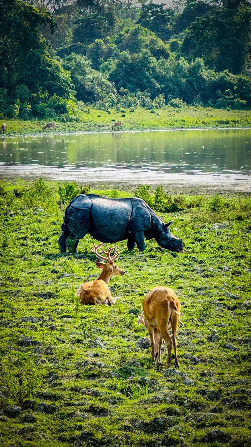 Wildlife