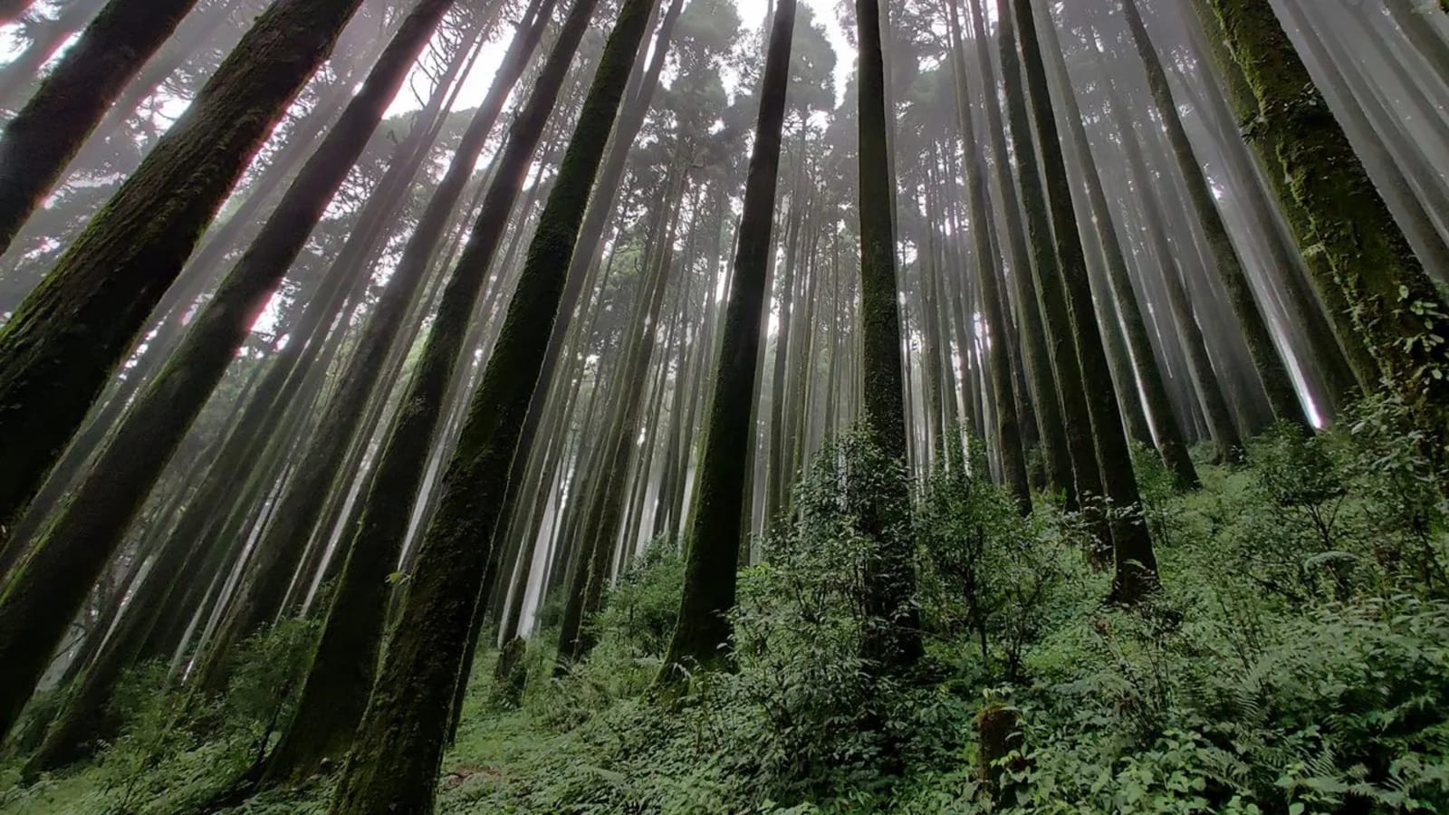 Pine Forest in Ooty