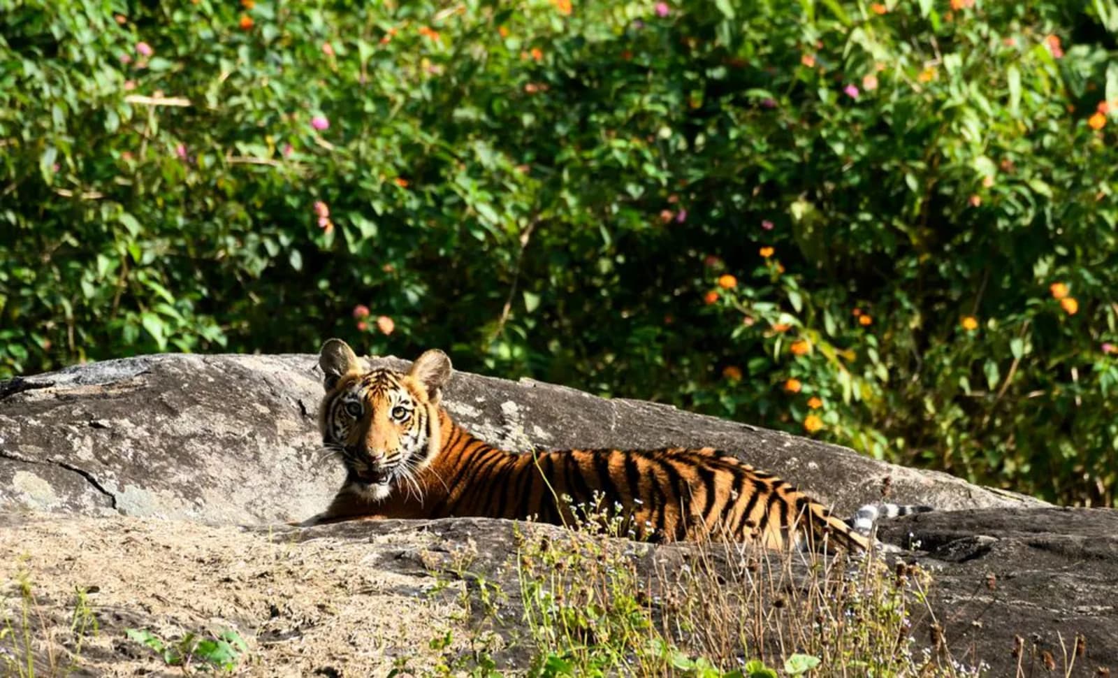 Mudumalai National Park in Ooty