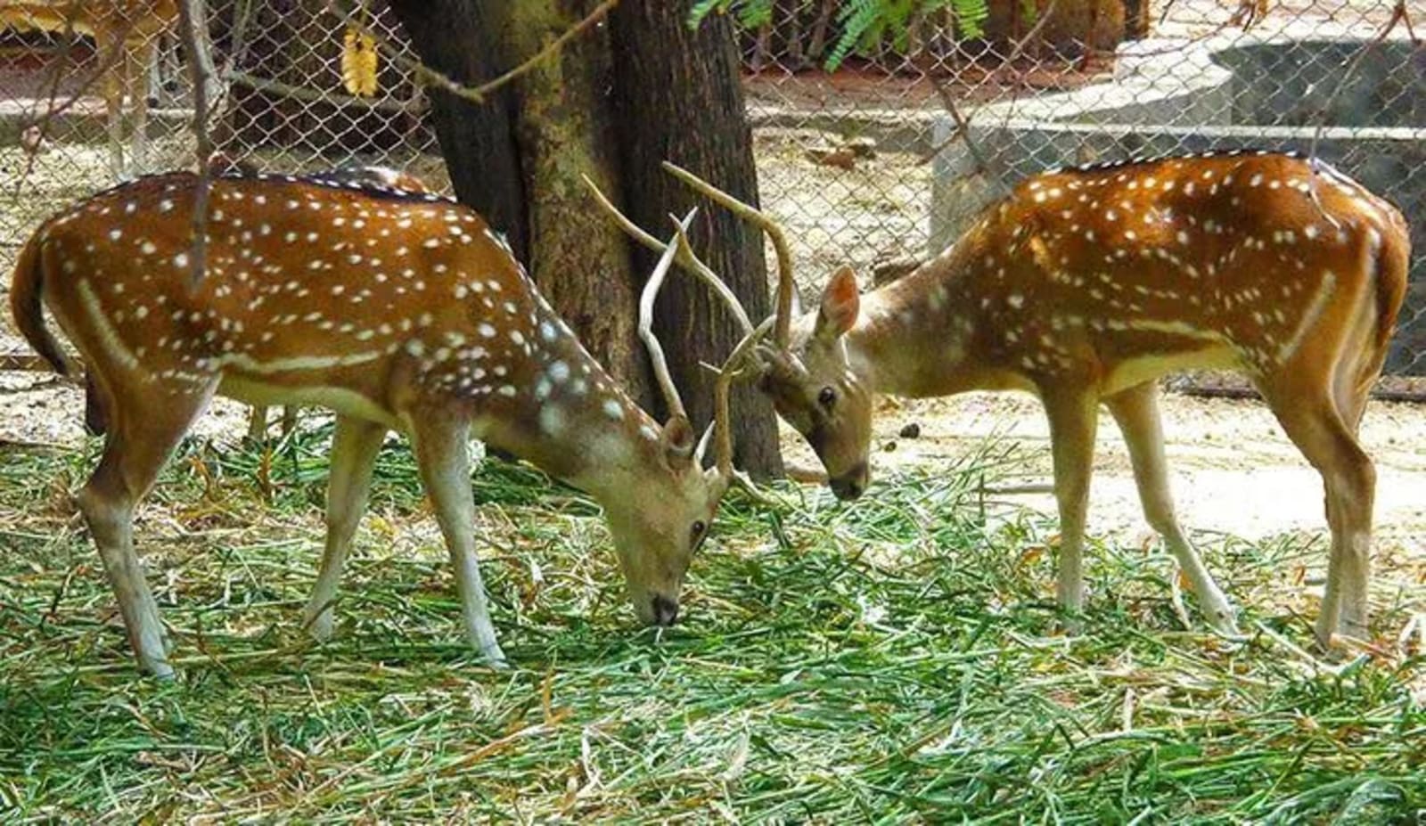 Deer Park in Ooty