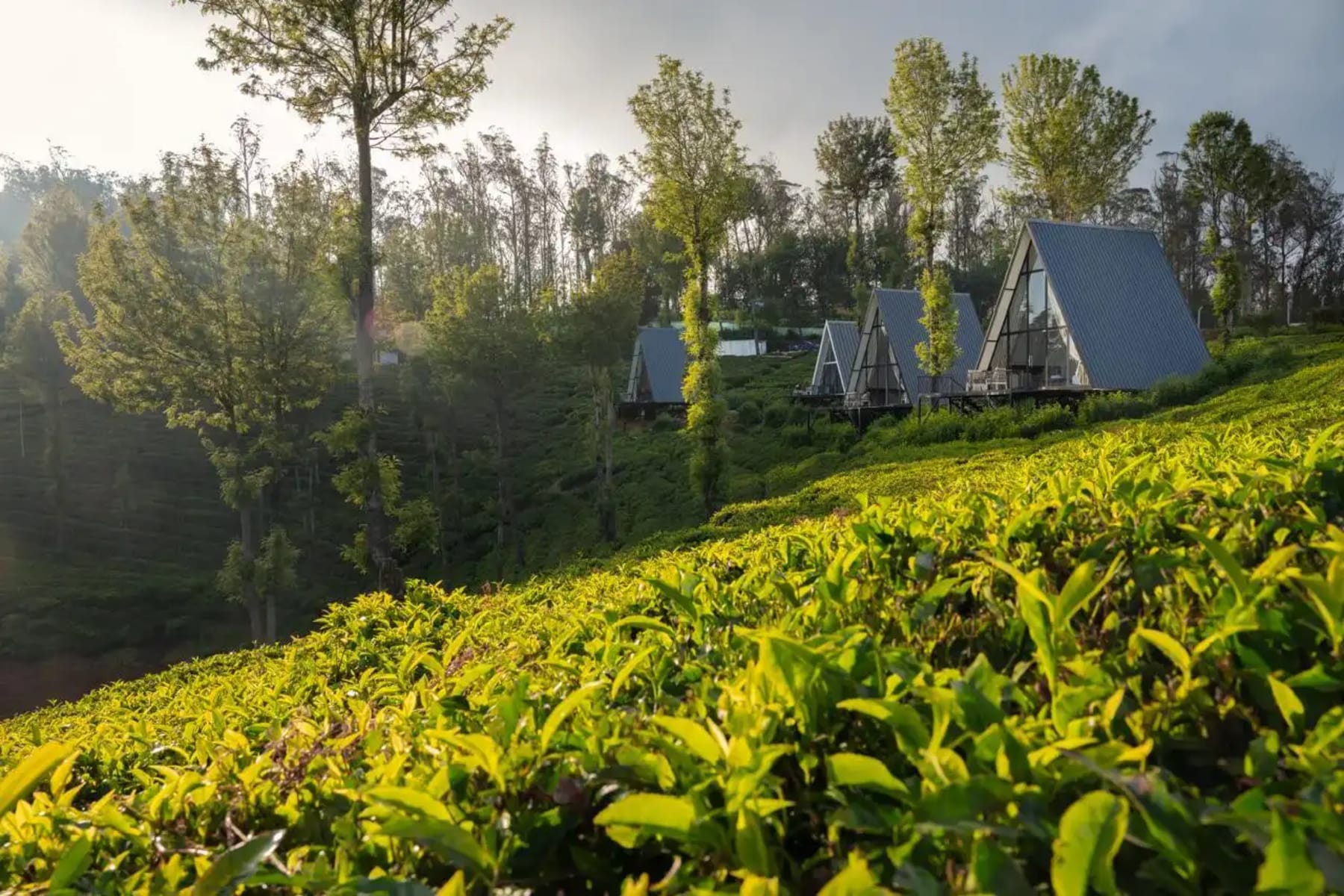Scenic view around Triangle Valley Ooty