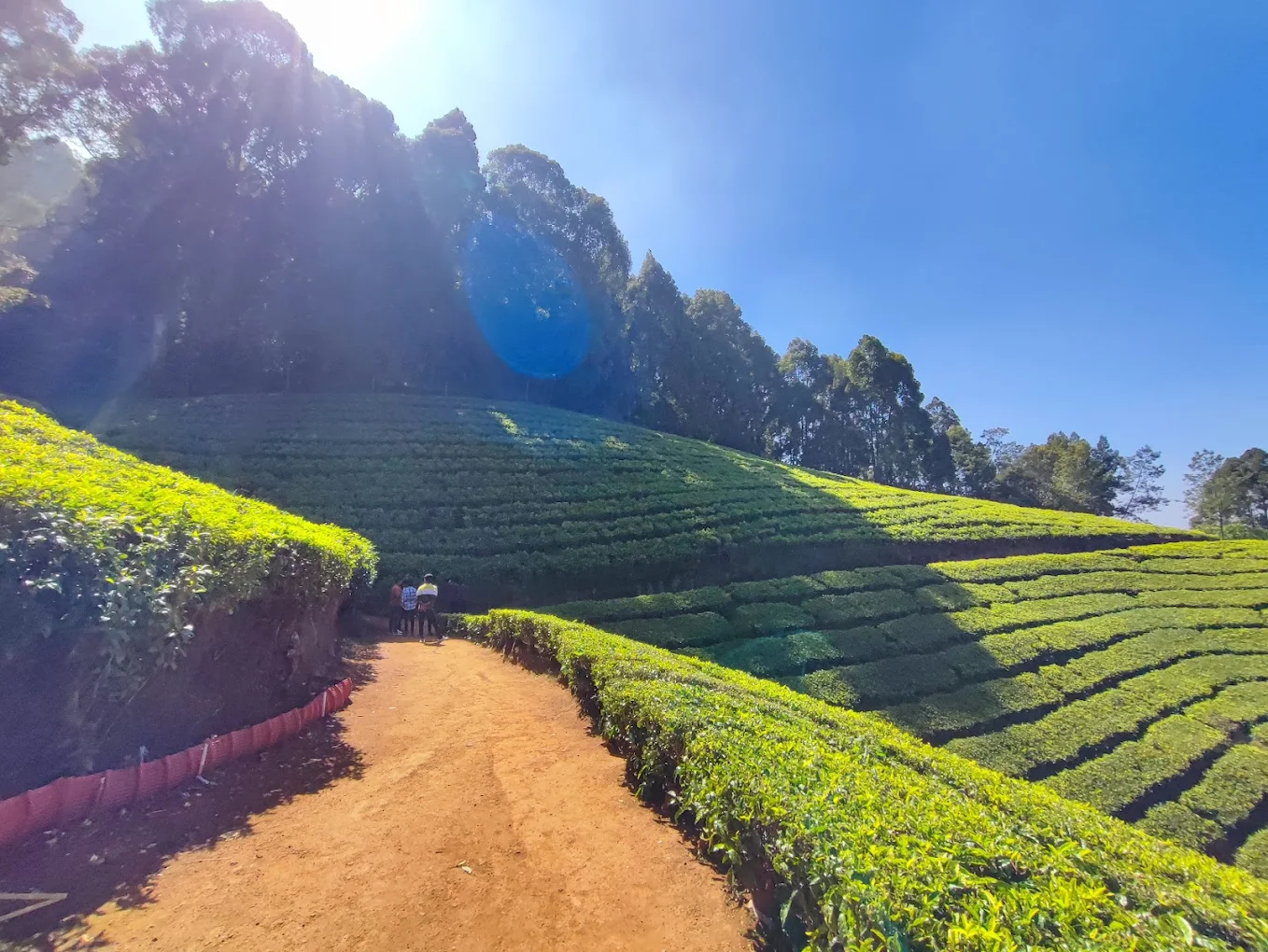 Tea Estate Ooty in Ooty