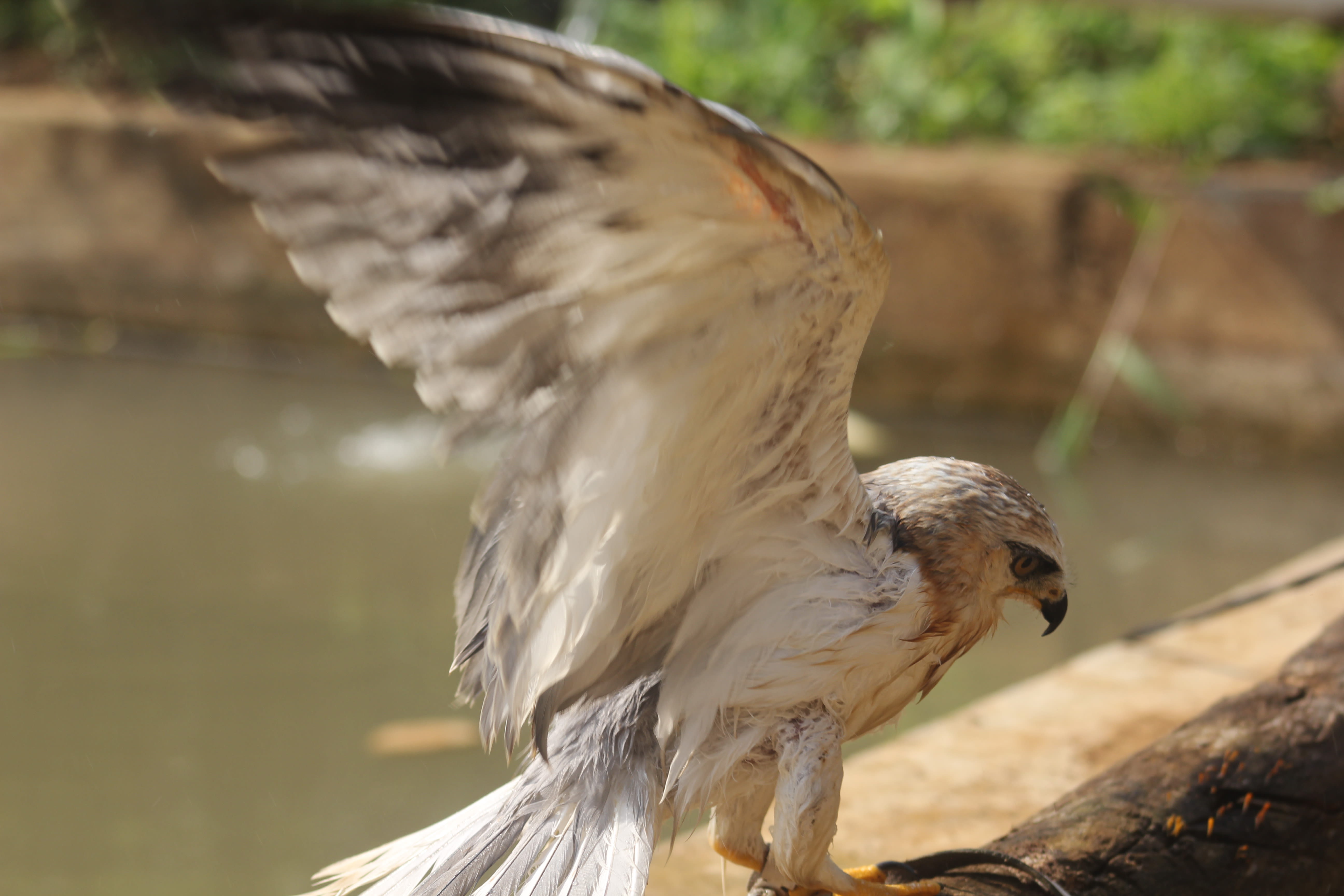 Vulture