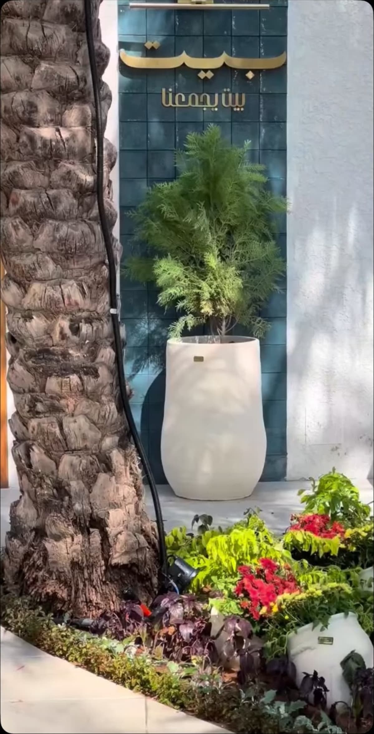 تشجير محيط النخيل بأزهار موسمية — صورة 4