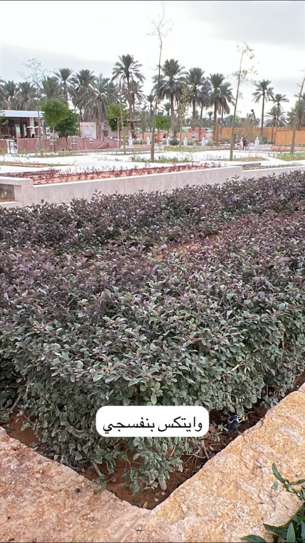 تجهيز أرضية وزراعة حديقة — صورة 2