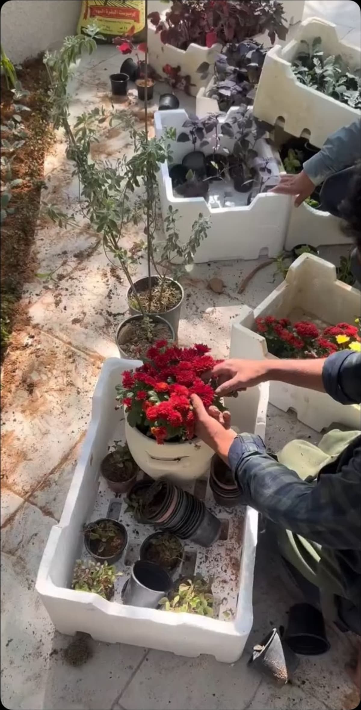 أحواض أزهار موسمية — صورة 5