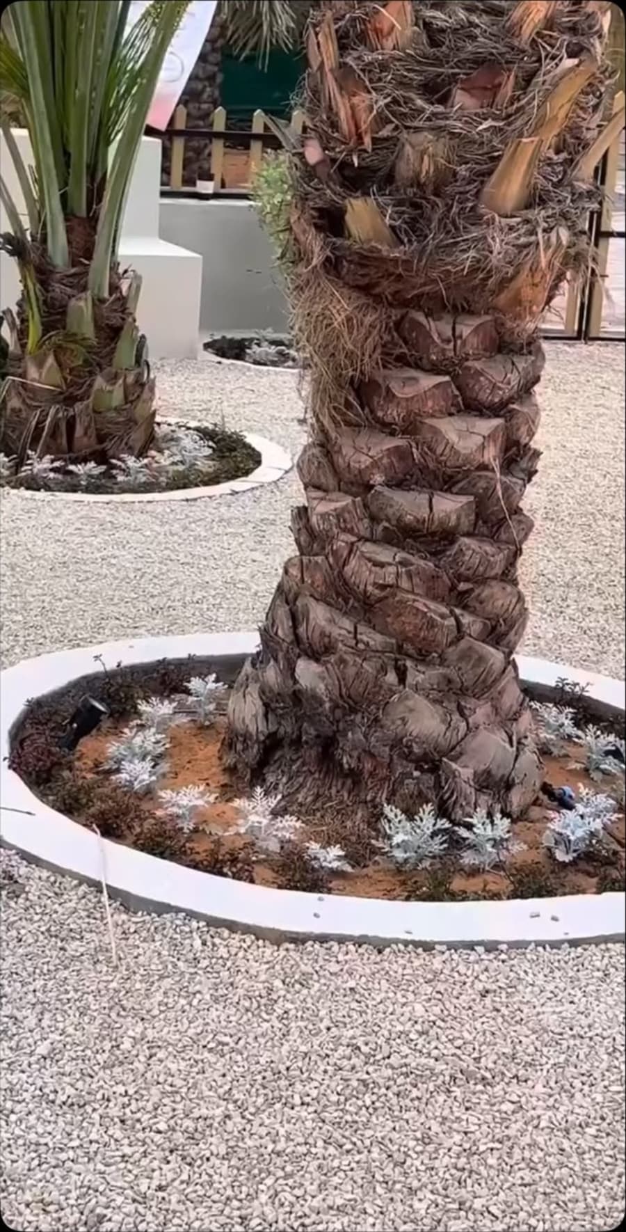 تشجير محيط النخيل بأزهار موسمية