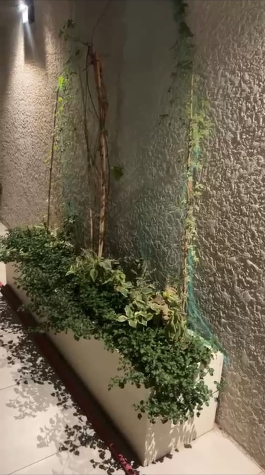 تنسيق محيط مسبح وممرات