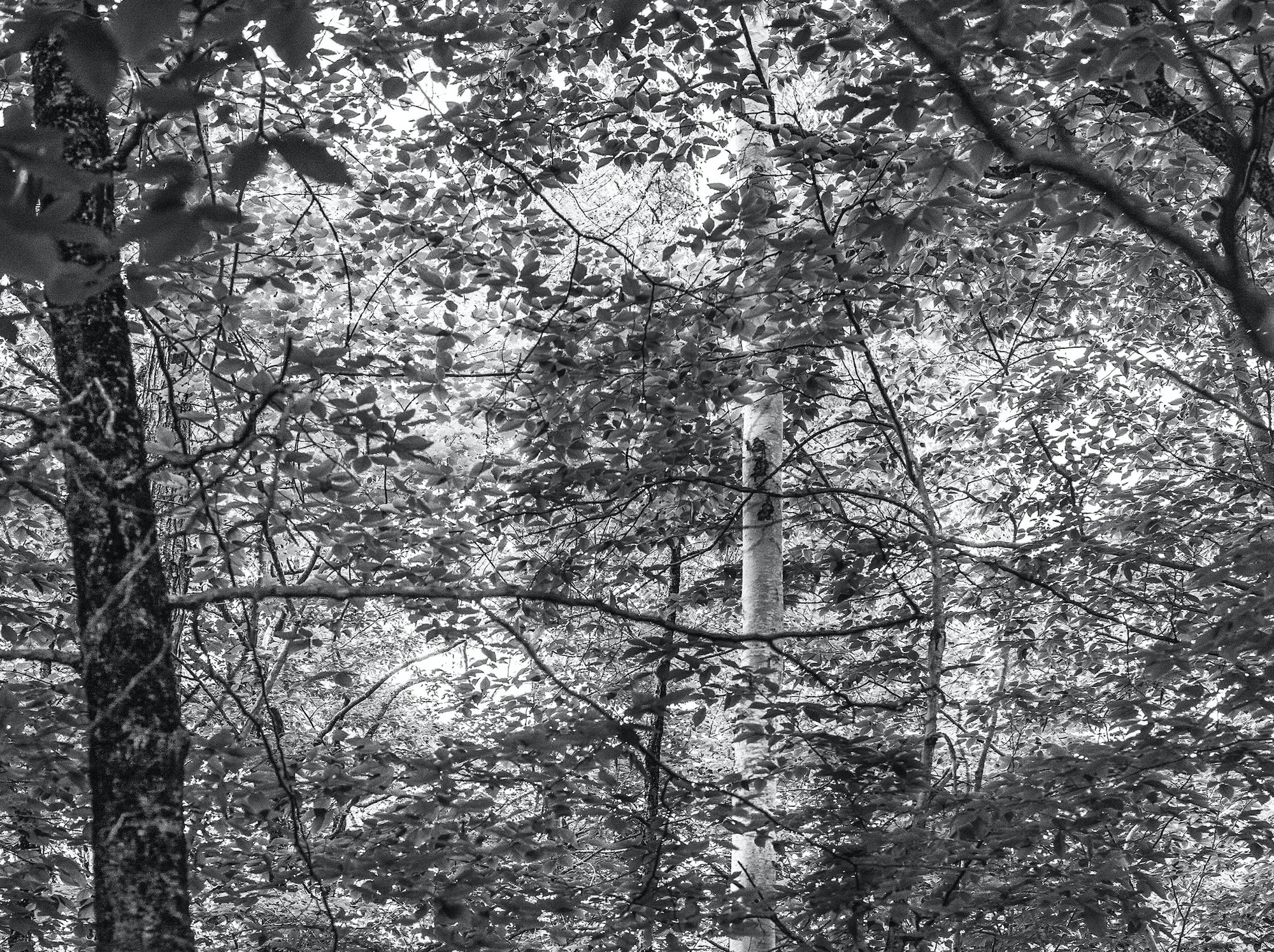 Seeing Nature