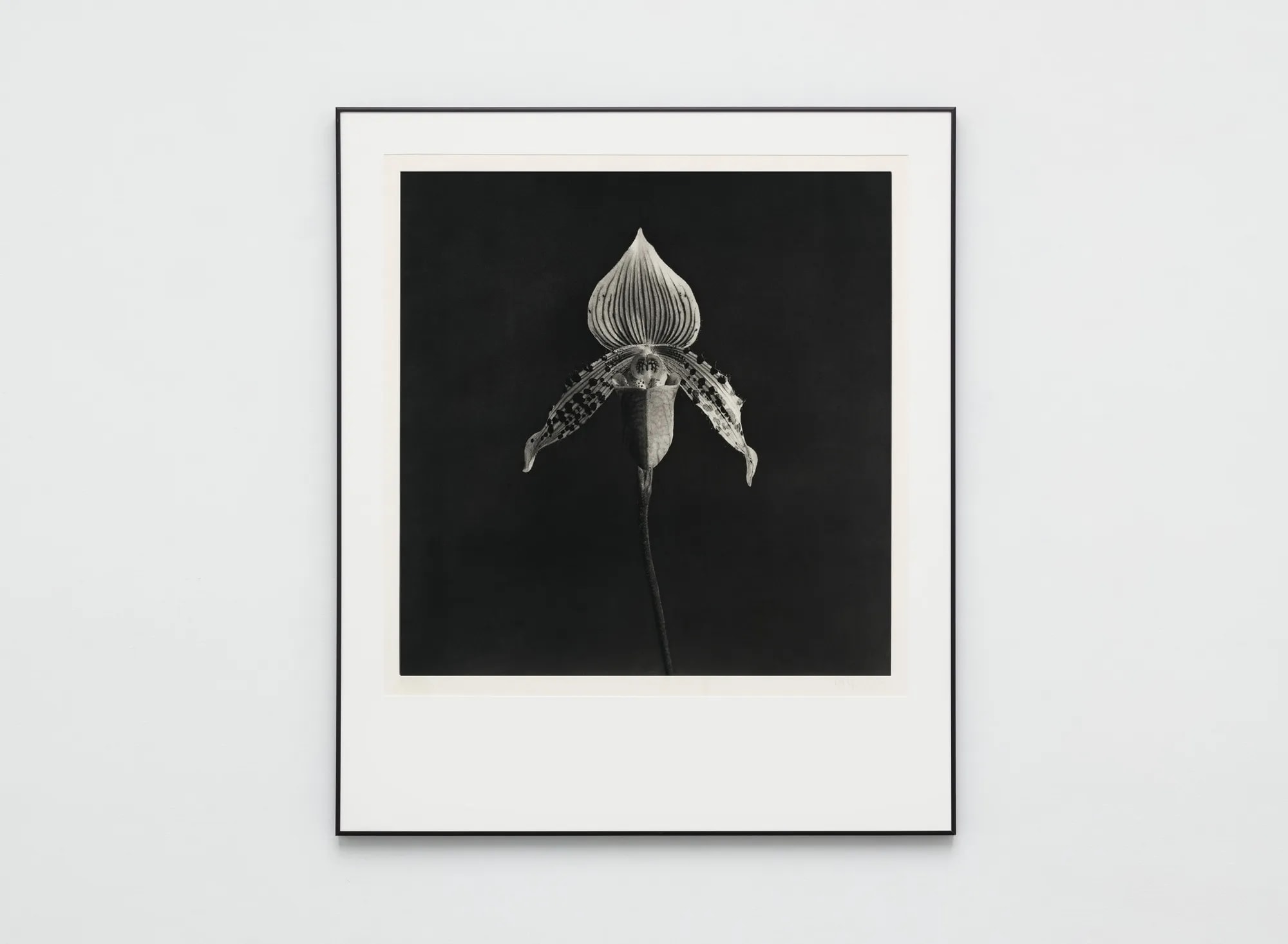 Mapplethorpe's Orchid