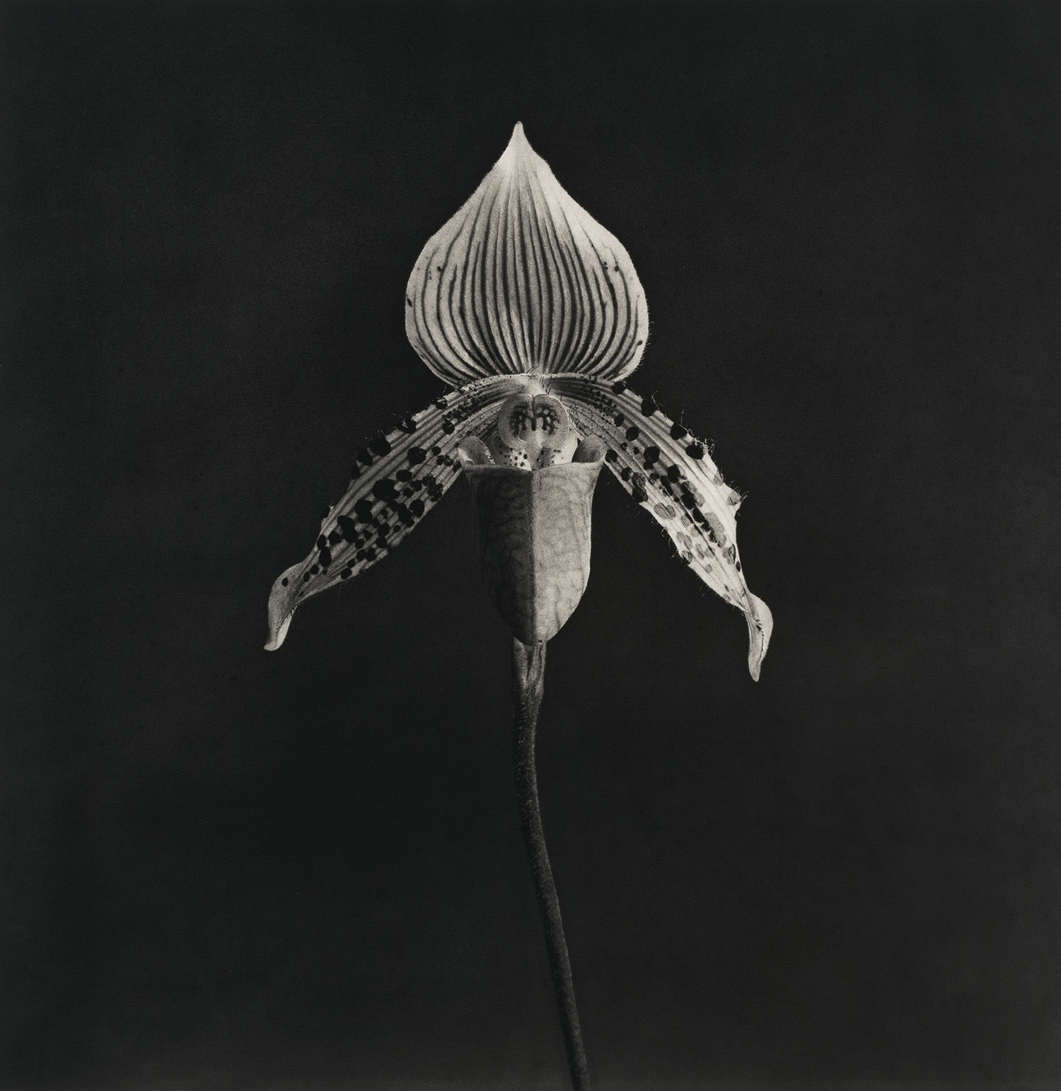<p><em>Orchid</em>, 1986-1987. Image courtesy of Zeit Contemporary Art, New York.</p>