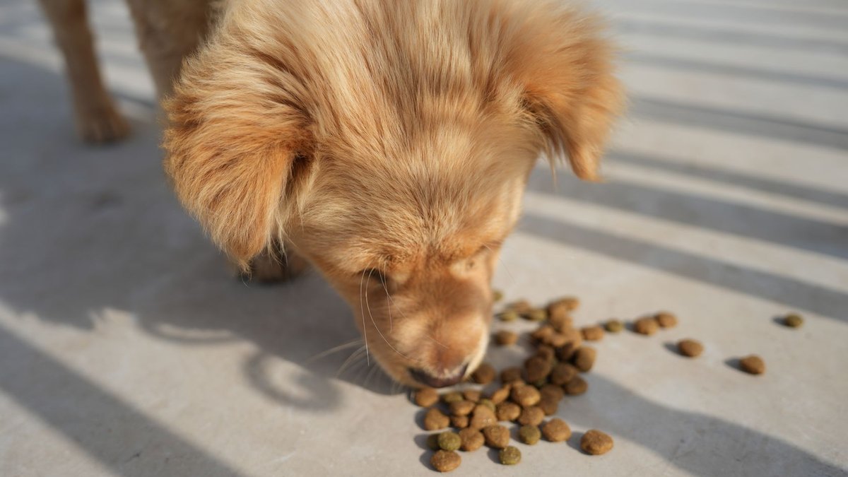 BioCraft Publishes Pet Food Safety Report - biocraft publishes