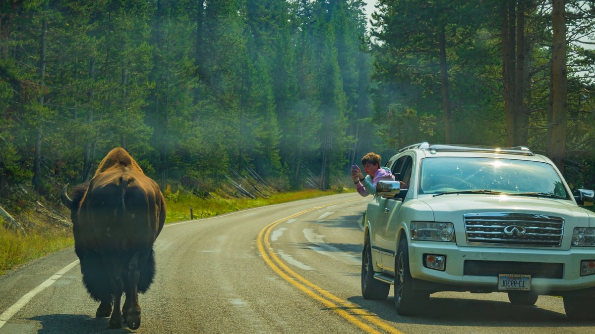 Man in Bison Suit Arrested in Yellowstone - bison costume