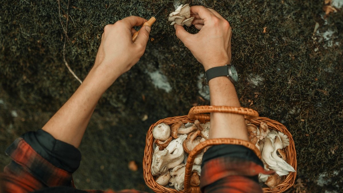 11 Hospitalized After Mushroom Foraging Trip Outside Yellowstone - yellowstone foraging trip