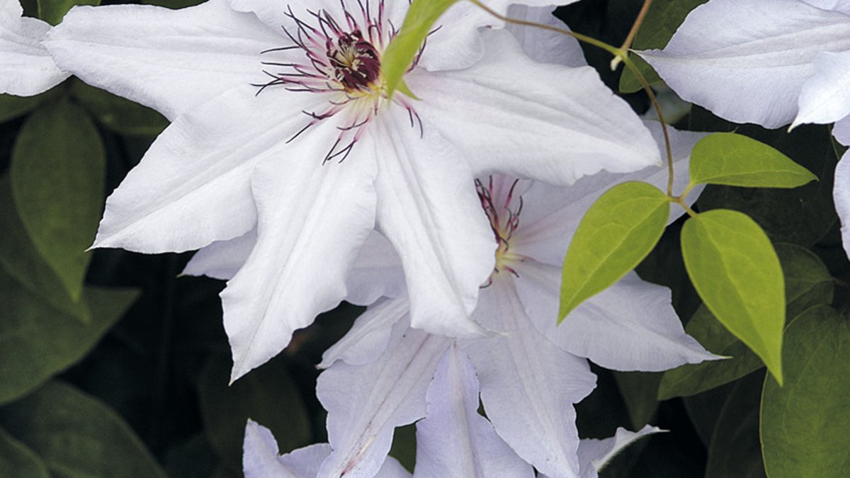 Top White Flowers for Every Garden Top White Flowers for Every Garden - white flowers