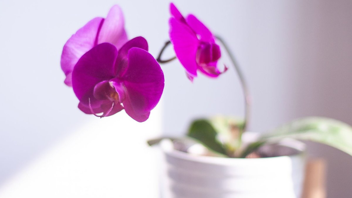 Orchid enthusiasts get new pot options online - orchid pots