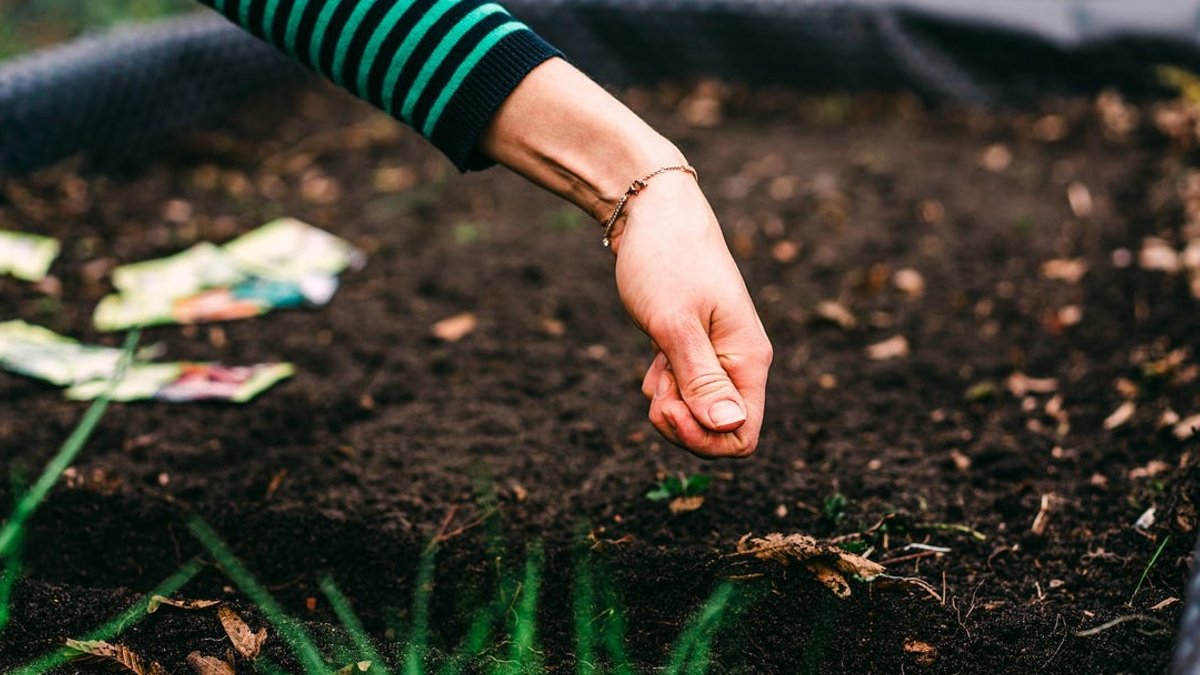 Fall crops to plant now for harvest - fall crops