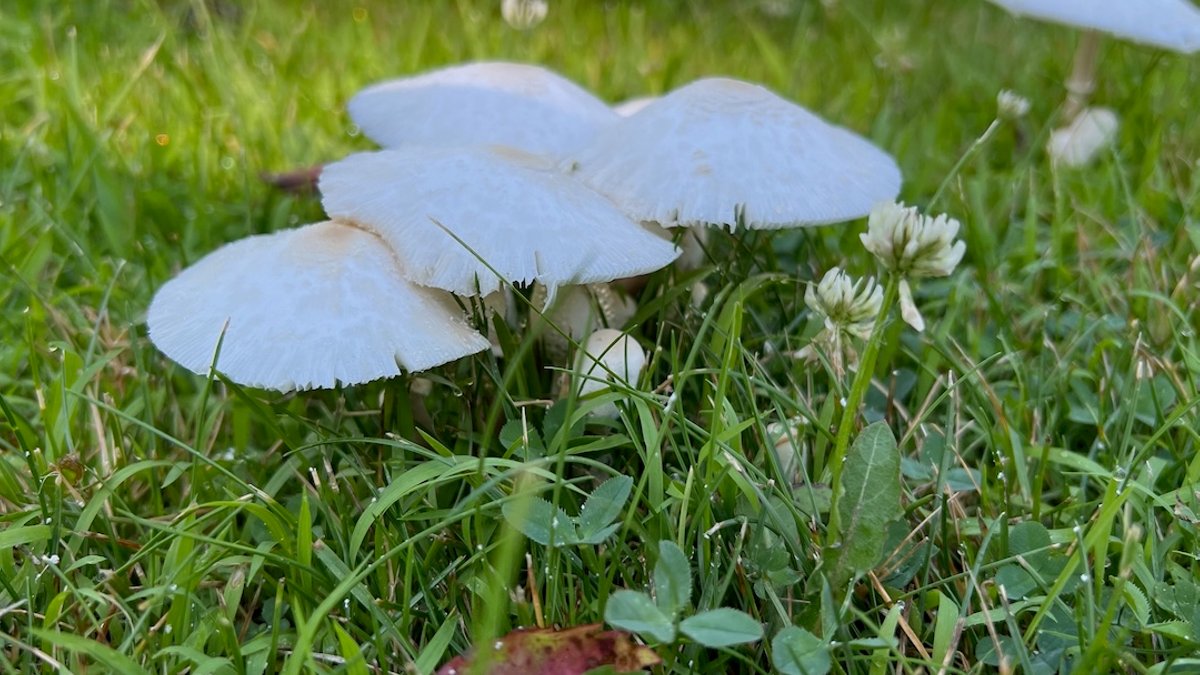 Mushrooms in the lawn: Should I pull them? Mushrooms in the lawn: Should I pull them? - lawn mushrooms